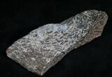 Agatized Dinosaur Bone Chunk (Polished) #7228-2